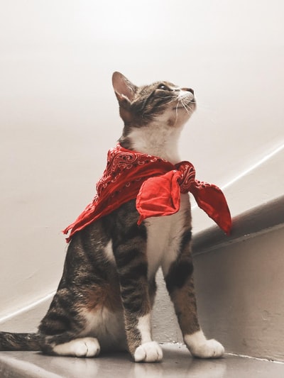 白色和黑色的猫和红丝带
